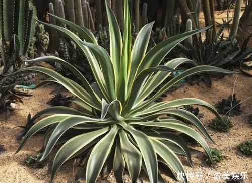 家庭里最适合养4种“大植物”,不仅是“天然造氧机”,还好活!