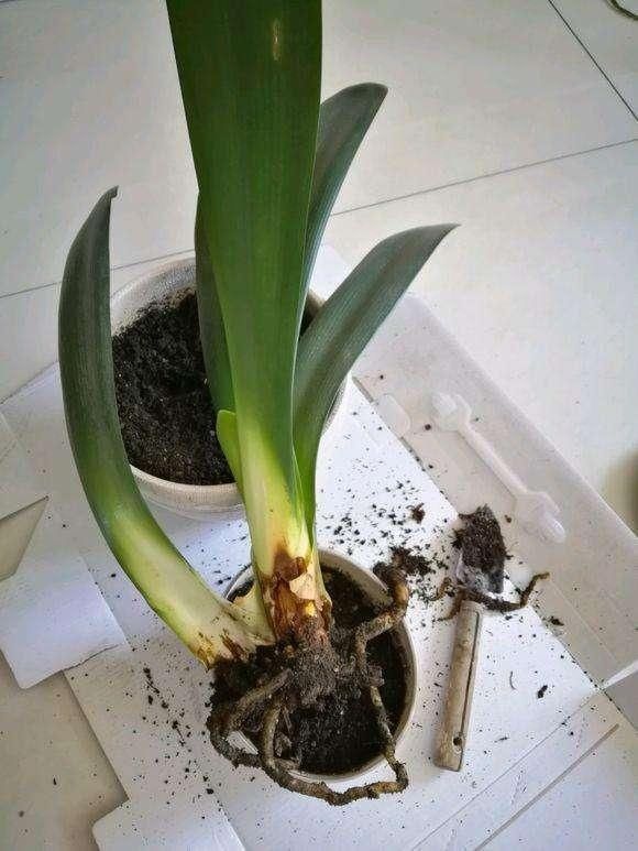 烂根|养君子兰浇水“别多手”,少做个动作,不烂叶、不烂根,花苞直冒