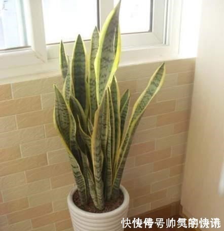 5种健康花,家里养一盆,大气高雅净化力强,福寿齐聚寓意好