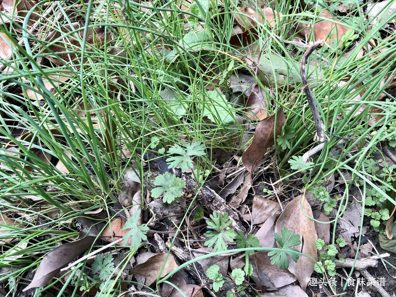 马齿苋|此8种野菜不用花钱买,来认识一下,营养高味道好,错过等明年了