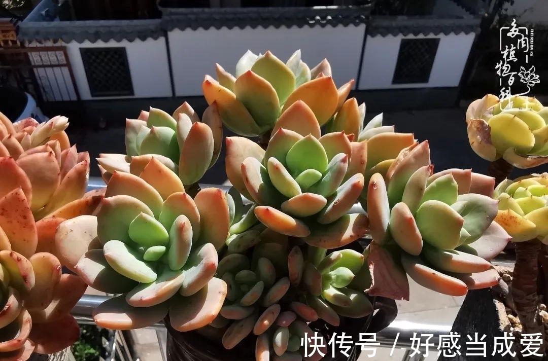 治愈之“肉”:愿所有的养肉人都被这些“胖子们”治愈