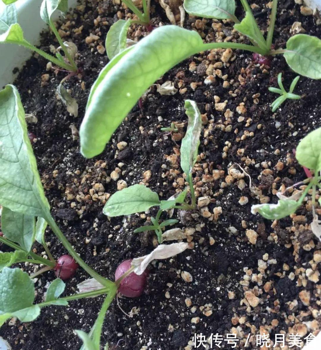 7种“蔬菜”冬天种，0度冻不死，吃一茬冒一茬，连续吃半年