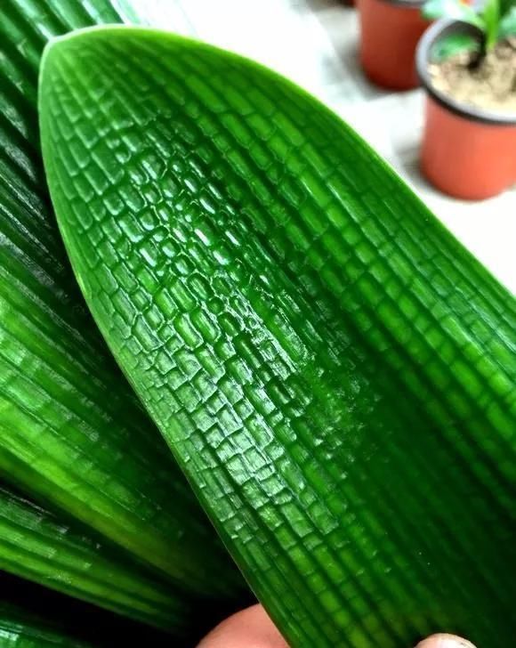 君子兰不开花不抽箭?浇水时加点料,快速抽箭,花开不断