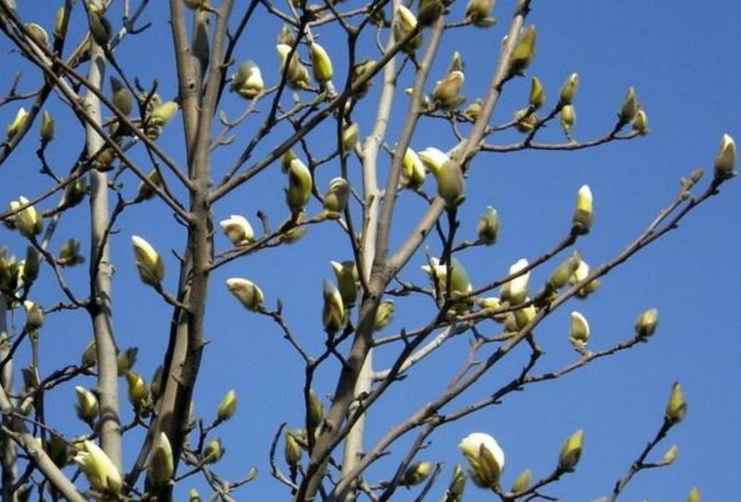 家中有院子,栽上1种观赏树,春天开花硕大又美丽