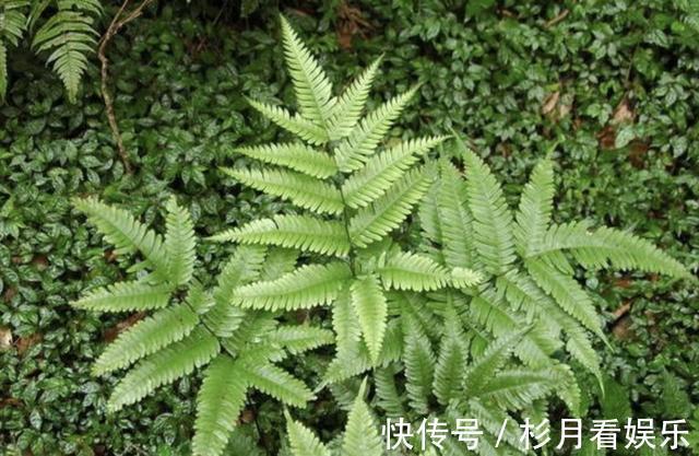 植株|它在井边生长，拔1棵长1棵，繁殖速度快，人称“井边草”，珍贵！