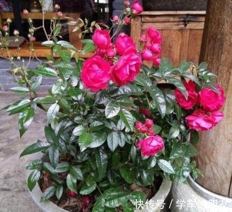 养花别养太贵的,这些花卉几块钱一大把,回家养盆里能开整个春天!