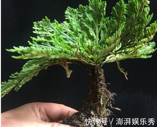 移栽|这植物会“假死”,遇水能复活,俗称“九死还魂草”,遇到请移栽