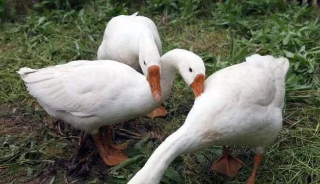 胎毒|孕期吃鹅蛋有用吗?若你还没到怀孕8个月,看完或许更受益!