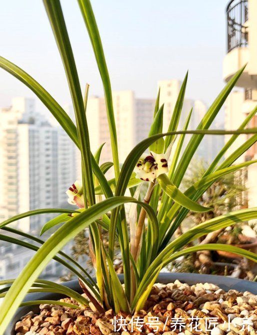 兰花烂根空根怎么办?关键是栽种不得当,一定要掌握好技巧才行