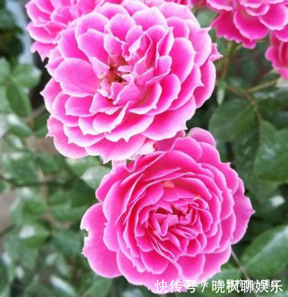 喜欢三角梅，就养盆“开花机器”柠檬黄三角梅，花开爆盆成花树！