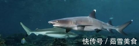 食肉鱼|宝宝吃鱼更聪明?这7种鱼,一口都不能给宝宝吃!