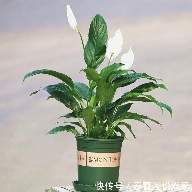 客厅|客厅最旺宅的6种花,一种比一种好养,一棵比一棵好看