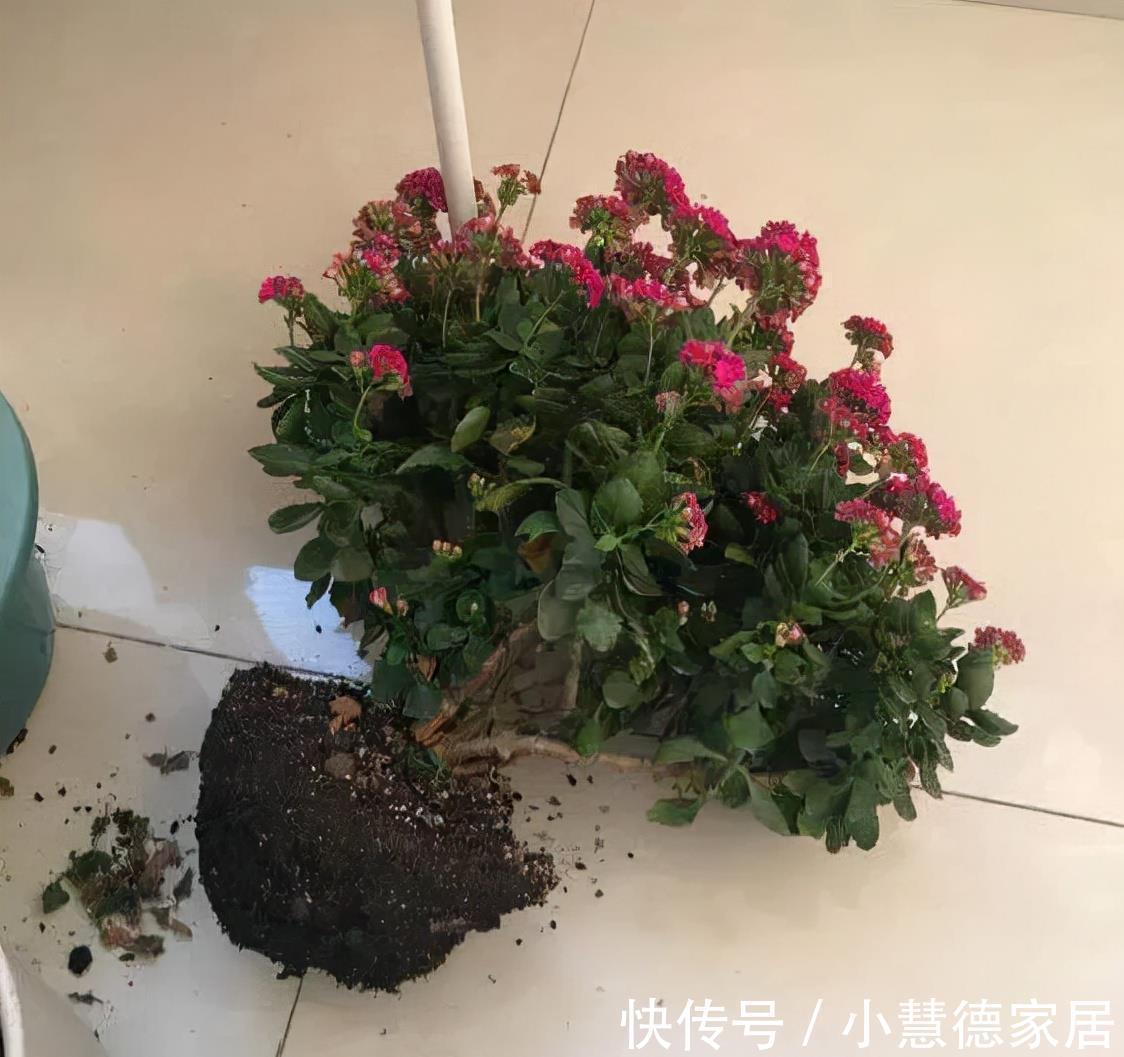 养分|4种“再生花”，九月“翻盆”开花多，花盆里还有“惊喜”很多