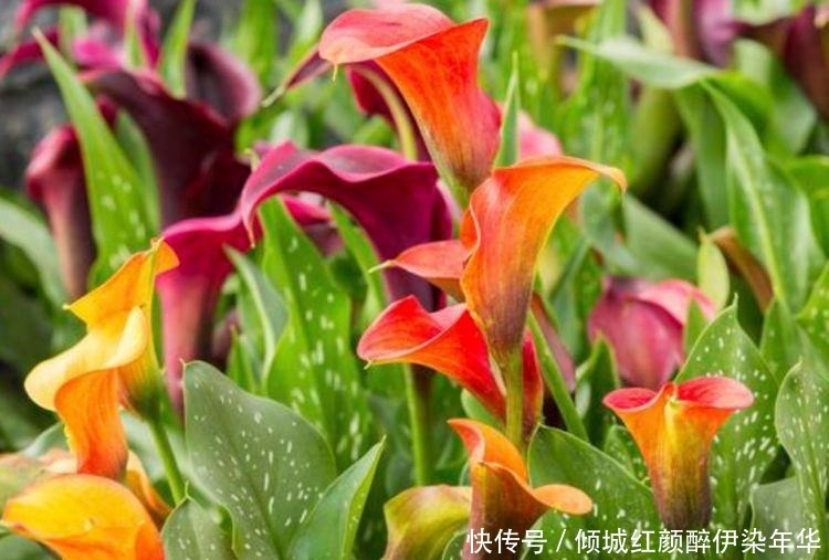 杜鹃花|4种便宜花,别小看,开花漂亮花期长,好养又漂亮