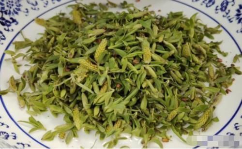 柳树|这种树的嫩芽还能吃?富含多种维生素,身边到处都是,做成菜,香!