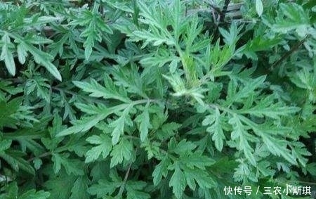  农村一种野菜，既是吃还能药用，浑身长“白毛”，用来炒肉是一绝