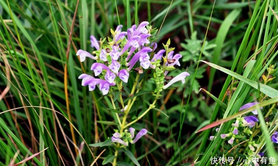 农村一种“苦草”,曾是李时珍的救命药,与黄连齐名,止咳有奇效