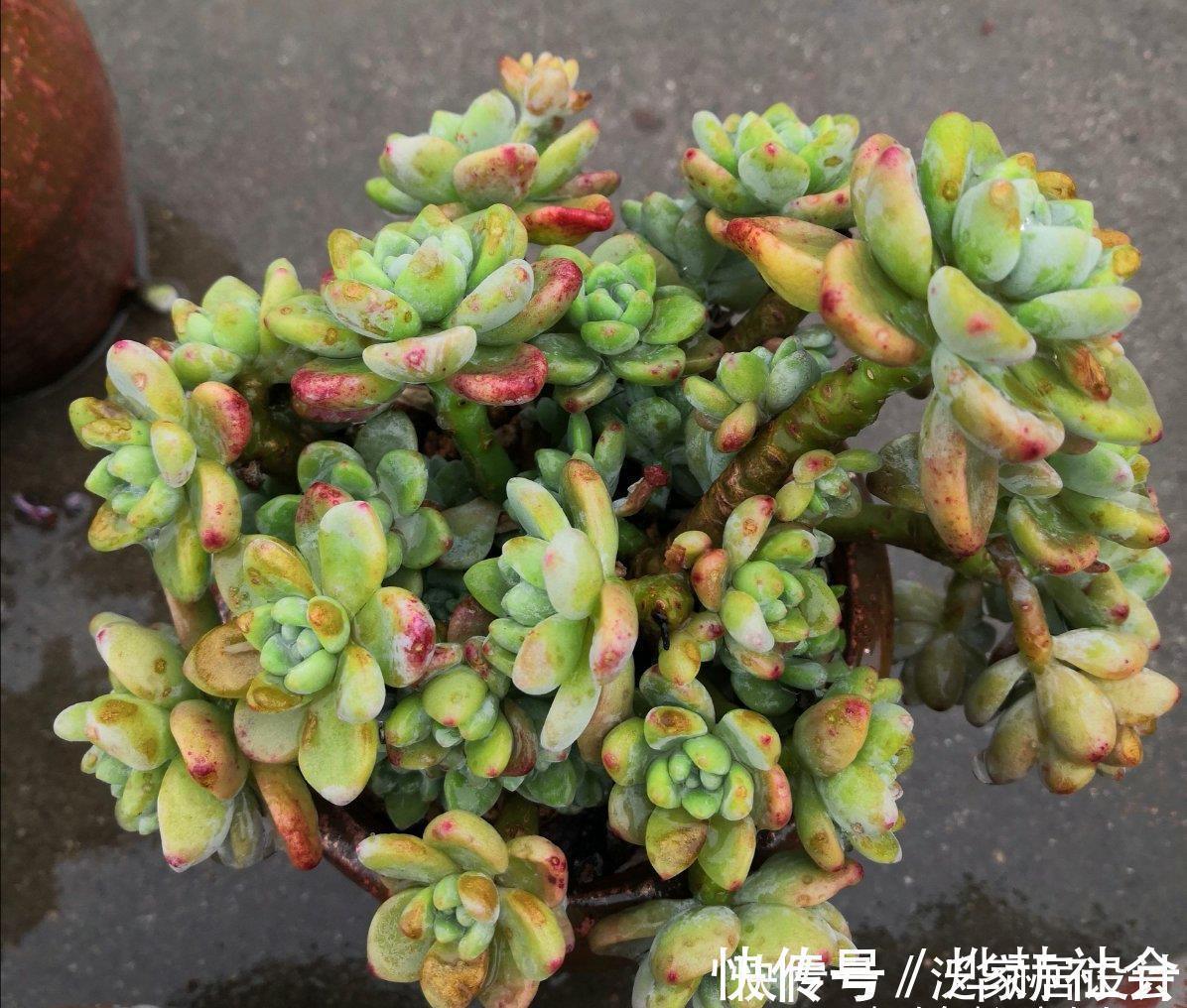 水雾|夏天温度高,不要给这“三多肉”喷水,否则易黑腐,直接化成水