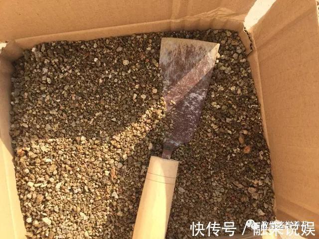 1把沙子撒盆里,土不板结根不烂,叶不黄小飞虫也没了!