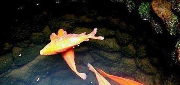 不吃|为啥人们吃海鱼、河鱼、湖鱼,却不吃井鱼看完涨知识