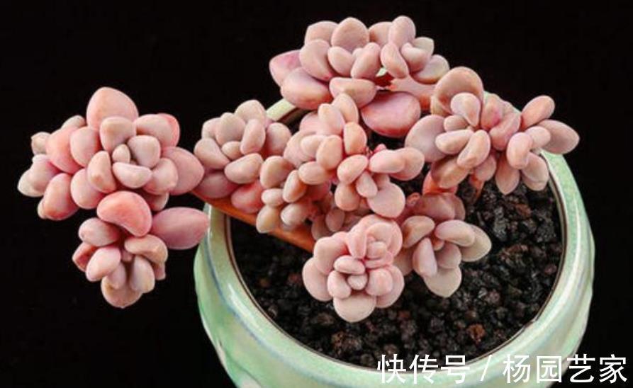 悬崖|喜欢悬崖桩多肉选它,叶片肥厚上色美,茎秆粗壮易爆头