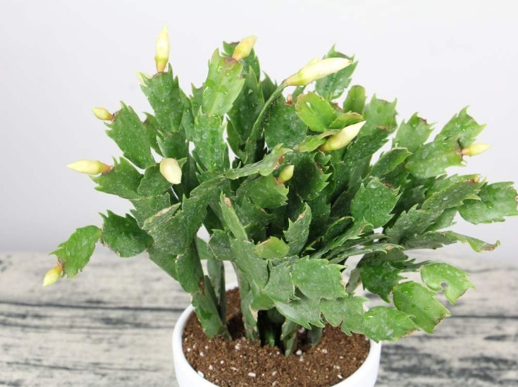 养护|蟹爪兰长出这种叶子，立马掰掉它，嗖嗖冒花苞！