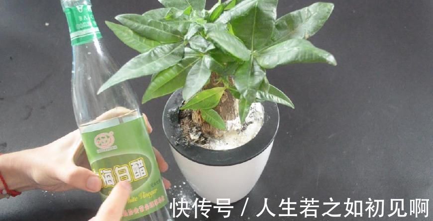 花盆里撒一点它, 不烂根不生虫, 花草越长越茂盛, 简直太实用了