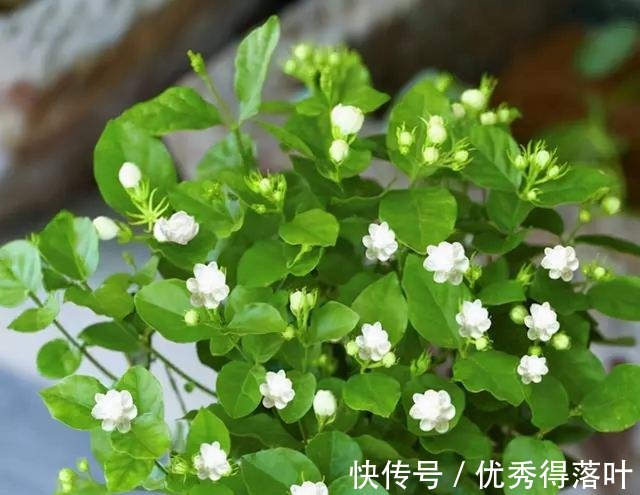 冬天养茉莉,正在“虚弱期”,避开5“惧怕”,开花更劲爆!