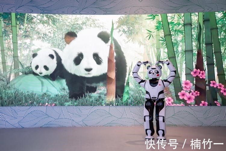 学习能力|会说相声会打太极,中国的“功夫熊猫”有多牛?老外都不可思议