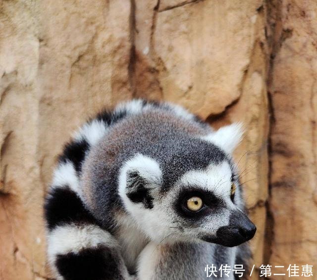 拍出|手机就能拍出整个动物园,vivo S7如何做到