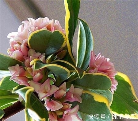 金边瑞香|这种花卉以“色、香、姿、韵”四绝著称于世,却很少被人知道