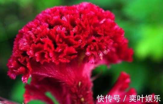 红油鸡|养花就养花朵大的,花开色彩艳丽,花期长,适合养在院子里,美!