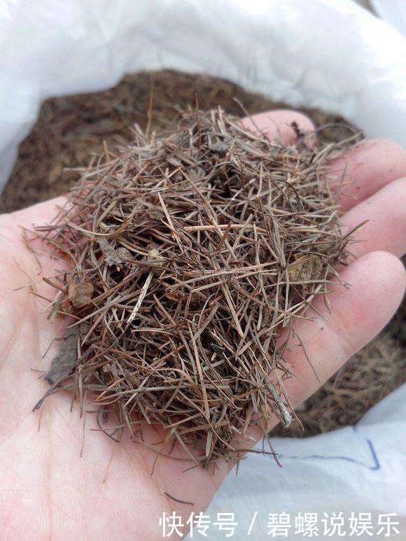 养花土“别买”,出门挖“2桶”,花卉不烂根、不黄叶,根粗叶绿