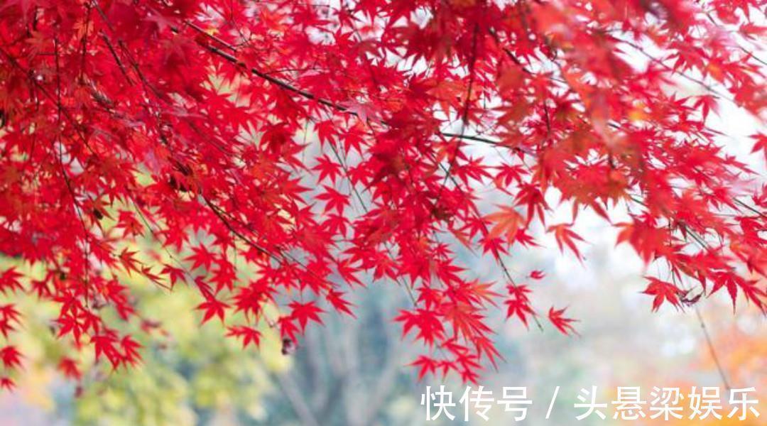 文人$蒋捷这首《少年游》被严重低估了,可以媲美那首听雨词,同样伤感