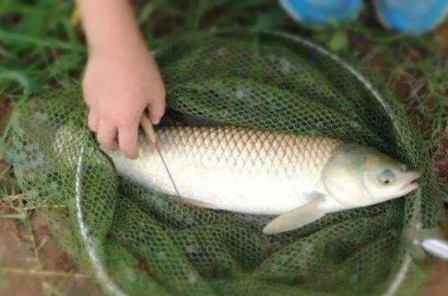 钓草鱼这3个绝招,我用了20年,每次都能钓爆护!