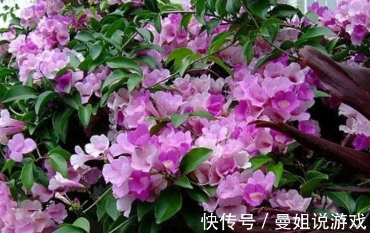 冬天想养开花植物,选这10种,冬季也能开花,而且香味十足