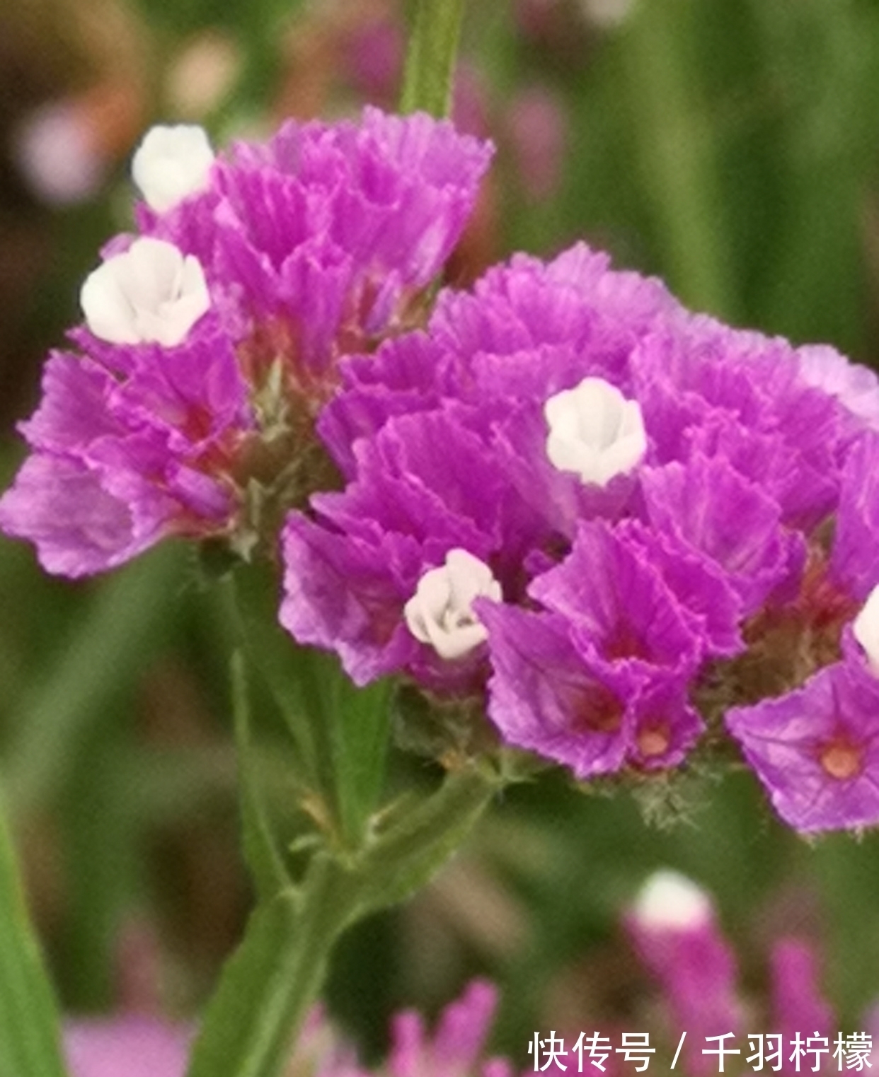 轻风摇曳度清秋 勿忘浓情爱长留 全网搜