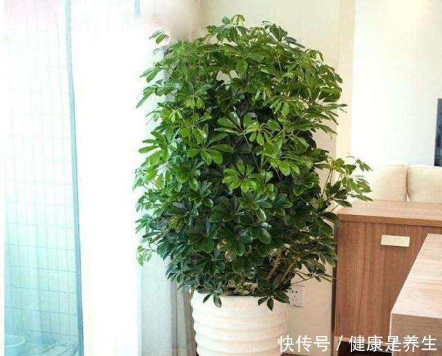 金钱树|家里养花,选这5种花,好养好看还招财,都有“好意头”!