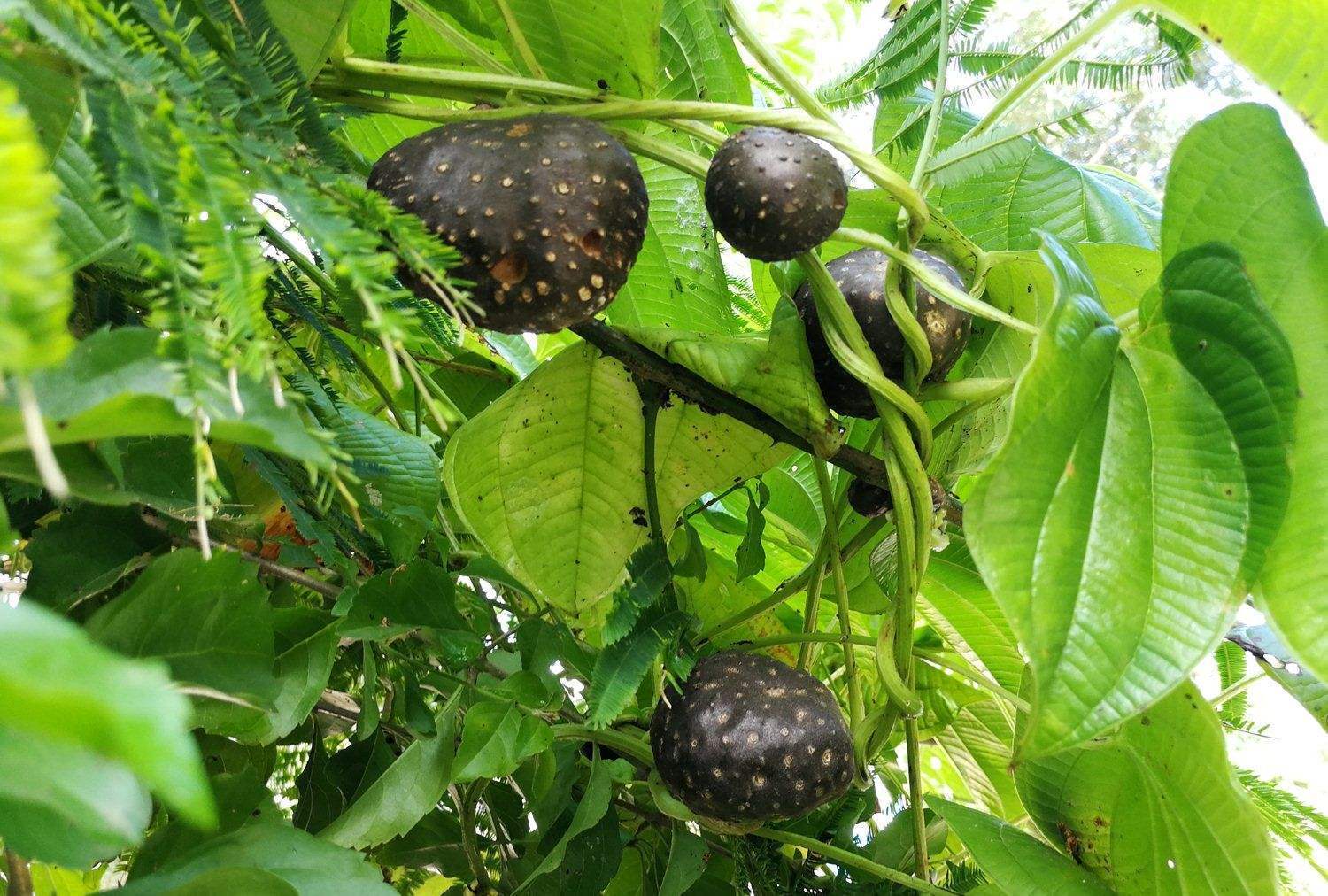 肺气|补气是“提高免疫力”最快方法,一味中药补肺气、补脾气、补肾气