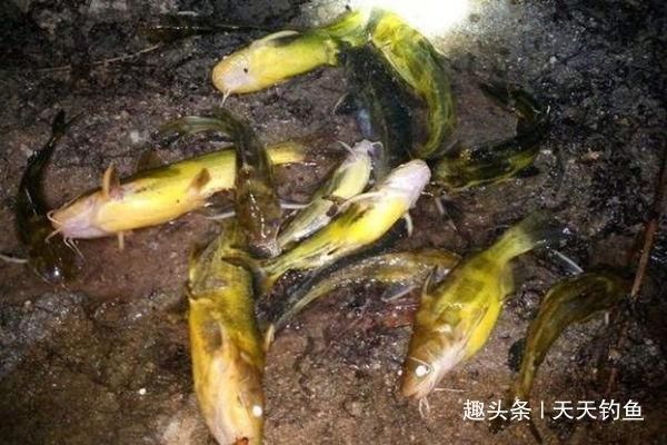 夏天串钩夜钓黄颡鱼技巧，最简单有效的钓法，收获更有保证