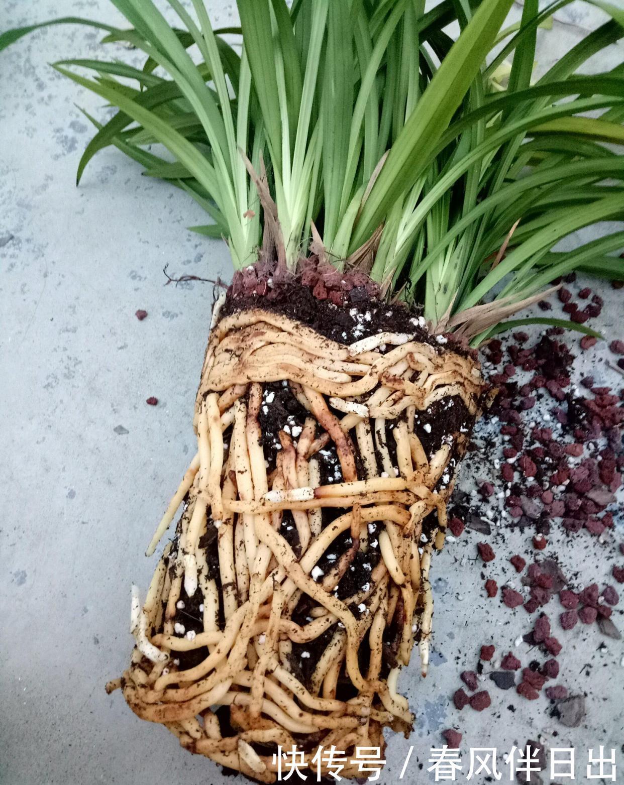 春天如何给花换盆？掌握这3点，换盆很简单