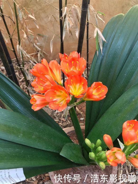 休眠|夏天40度,养君子兰,3件小事做对了,叶子油亮亮,天凉猛开花