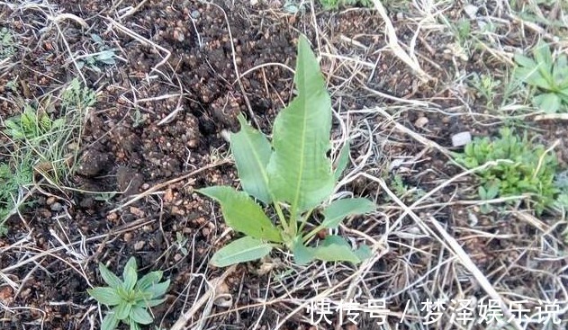 阴沟|农村阴沟中常见野草,治多年“脚气”有良效,已经有人用来赚钱