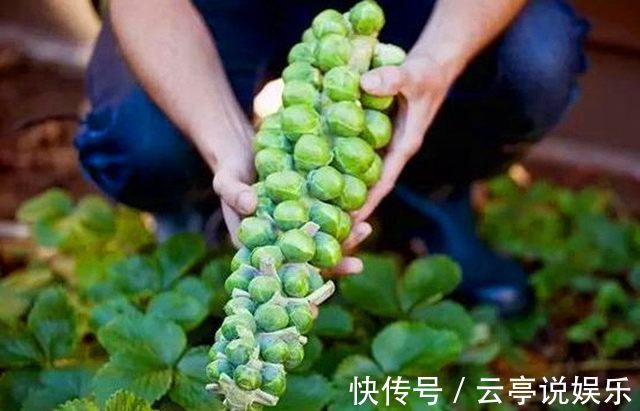 蔬菜|农村的7种蔬菜认识3种正常,认识5种我服你,全认识的人很少