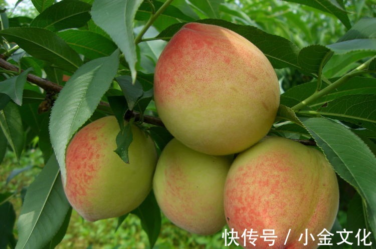 龙须菜|超市常见的四种食物,坚持每天吃一些,排毒养颜、滋补身体