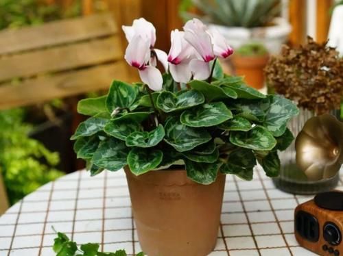 靠养花愉悦自己，盆栽这3款试试，寓意好，漂亮又实用