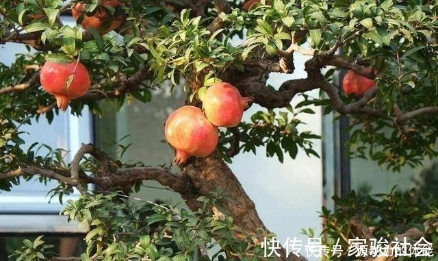 家有小院子，不要错过“3种果树”，寓意好，能观赏，还能摘果子