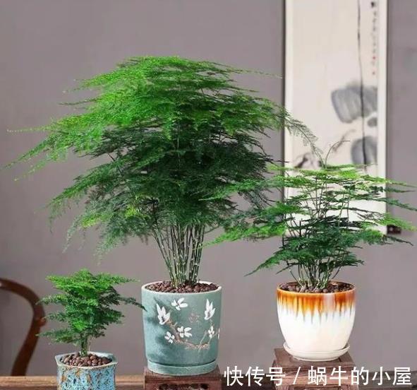 家里养4种漂亮花，国庆后赶紧修剪备份，长老了来年没花赏