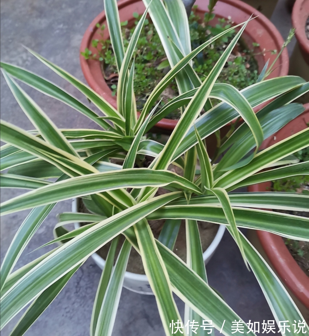 铜钱草|天热了,3种花进入旺季,补足水肥,很快长爆盆