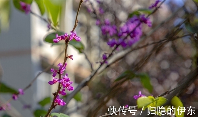 金牛座|明日起，缘分来到，真情流露，情定三生三世，此生恩爱相随